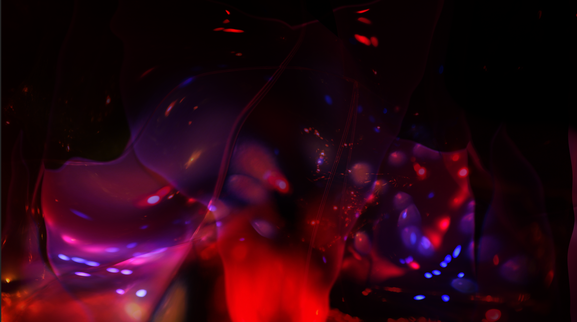 Still black hole orchid